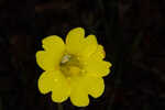 Yellow butterwort
